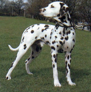 Dalmata