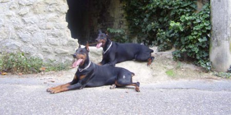 Doberman