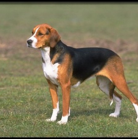 Foxhound