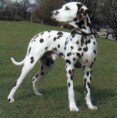 Dalmata