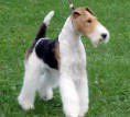 Fox terrier wire